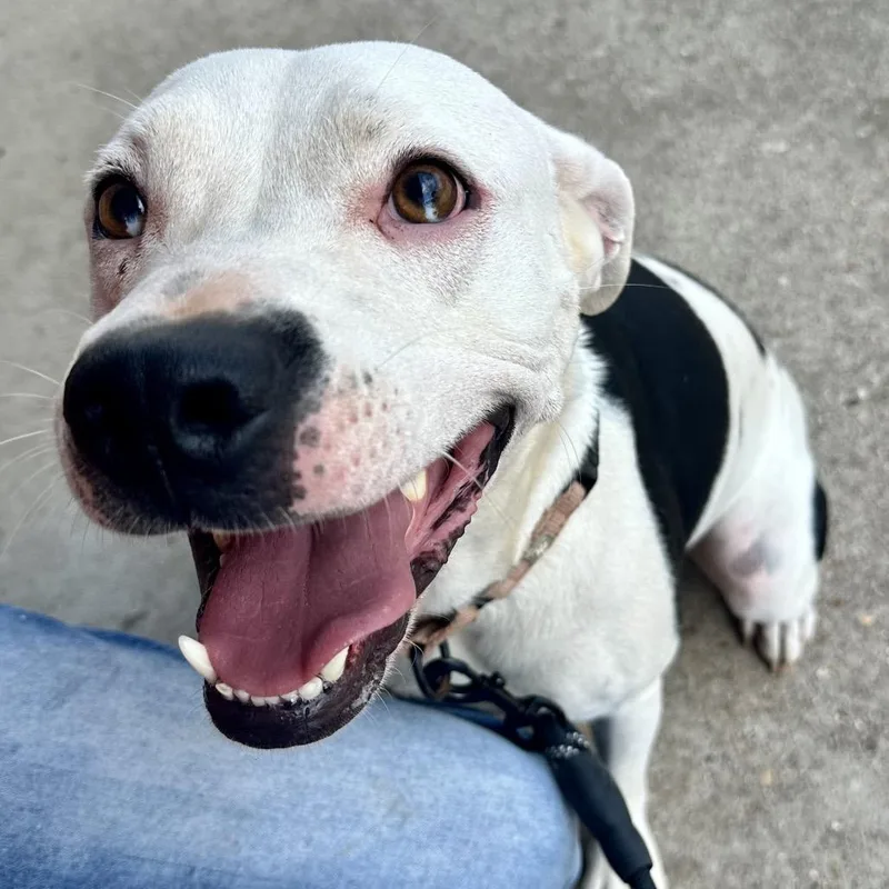 An adult large-sized male White / Cream Pit Bull Terrier dog named Chunk FC JH for adoption in Union, MO