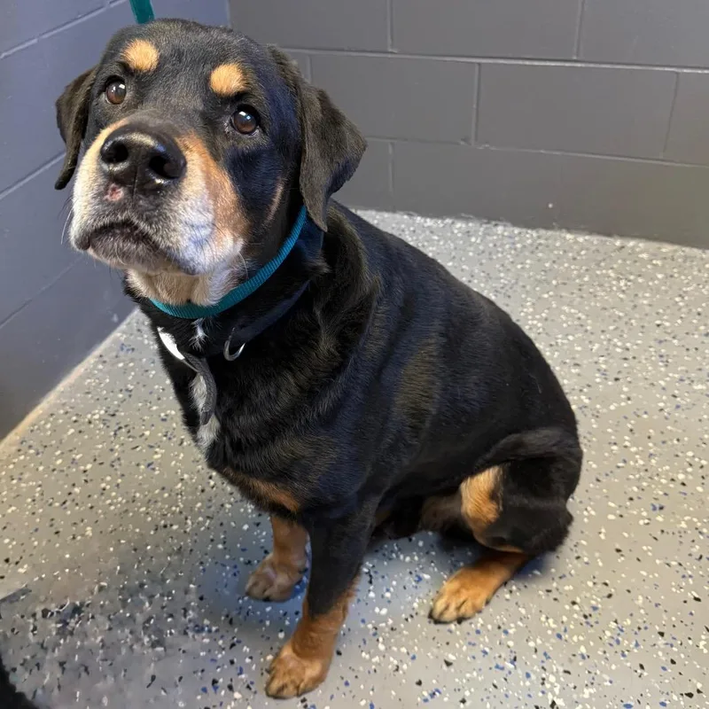 A senior large-sized male Black Rottweiler dog named Tuscstray for adoption in Tuscaloosa, AL