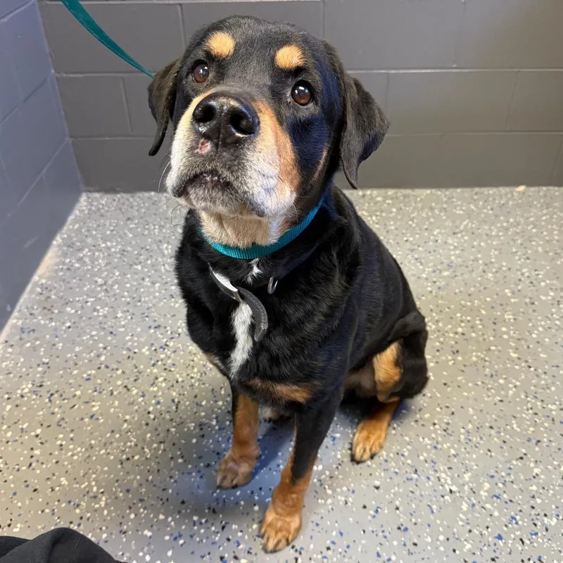 Tuscstray thumbnail 2