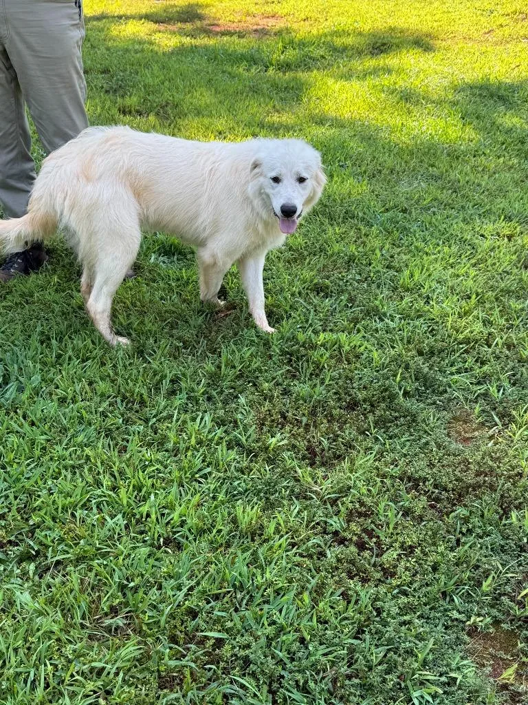 A young large-sized female Great Pyrenees dog named Found Animal for adoption in Douglasville, GA