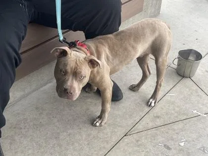A young medium-sized male Pit Bull Terrier dog named Forshea for adoption in Atlanta, GA