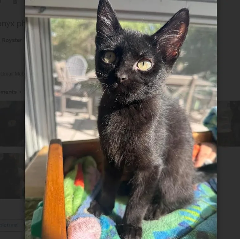 A baby small-sized male Black Domestic Short Hair cat named Onyx Royster for adoption in Morrison, CO