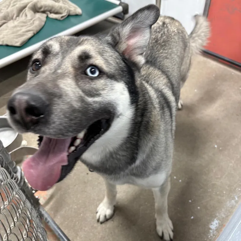 An adult large-sized male Husky dog named Polar for adoption in Crookston, MN