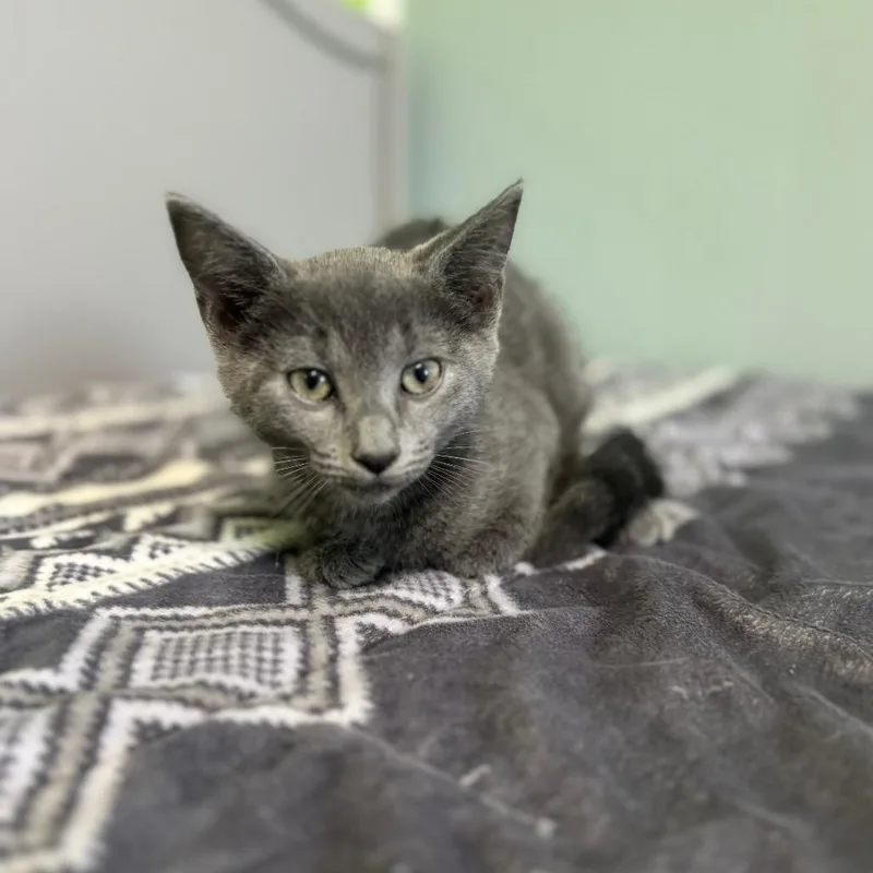 A baby small-sized female Gray / Blue / Silver Domestic Short Hair cat named Fuzzy Socks for adoption in Brownsboro, AL