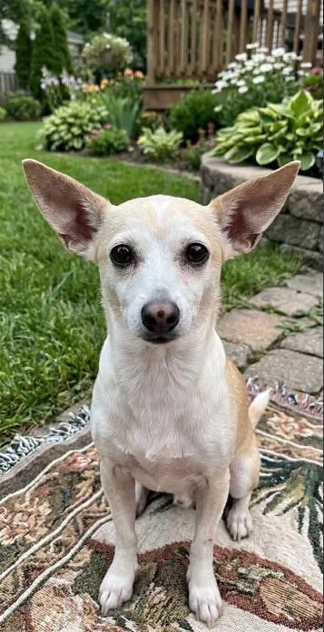 A senior small-sized female Chihuahua dog named Ginger in TX for adoption in Cranston, RI