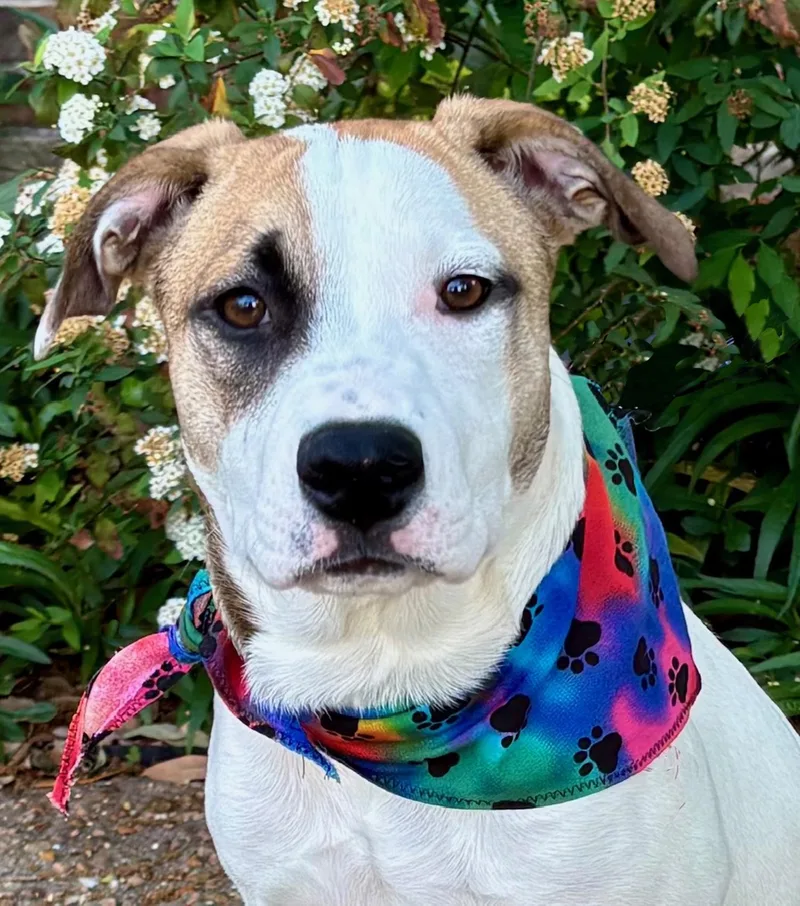 Ginny  Gorgeous Girl thumbnail 3