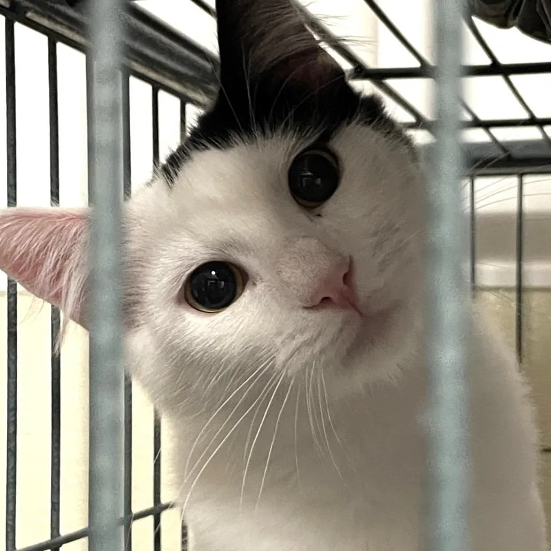 Nugget Bonded To Chuckie