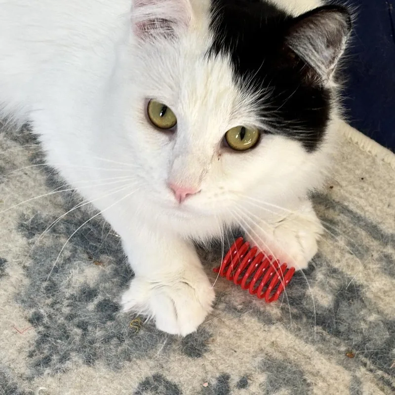 Nugget Bonded To Chuckie thumbnail 2