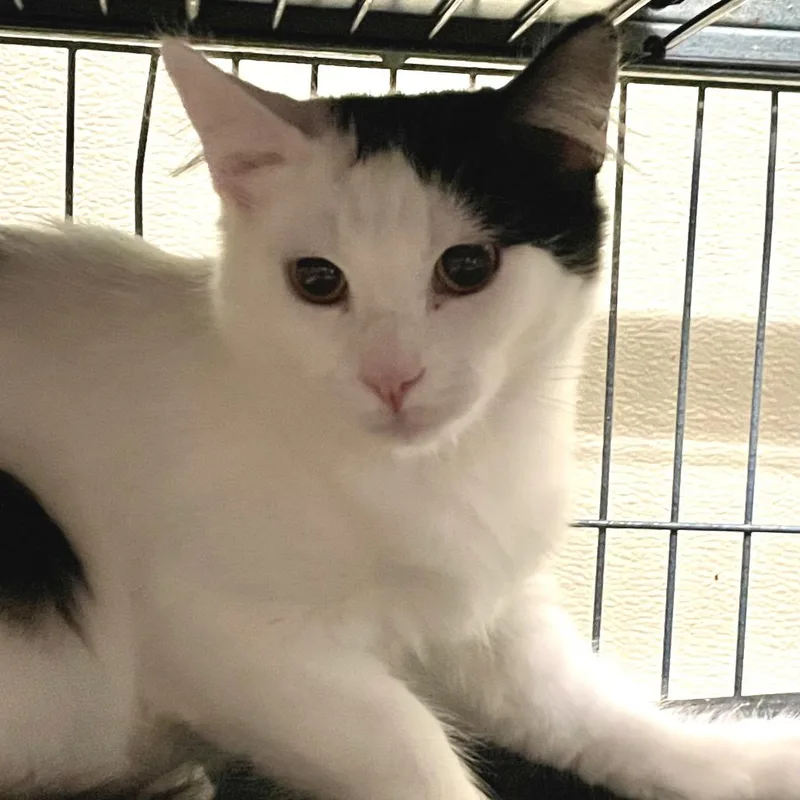 Nugget Bonded To Chuckie thumbnail 3