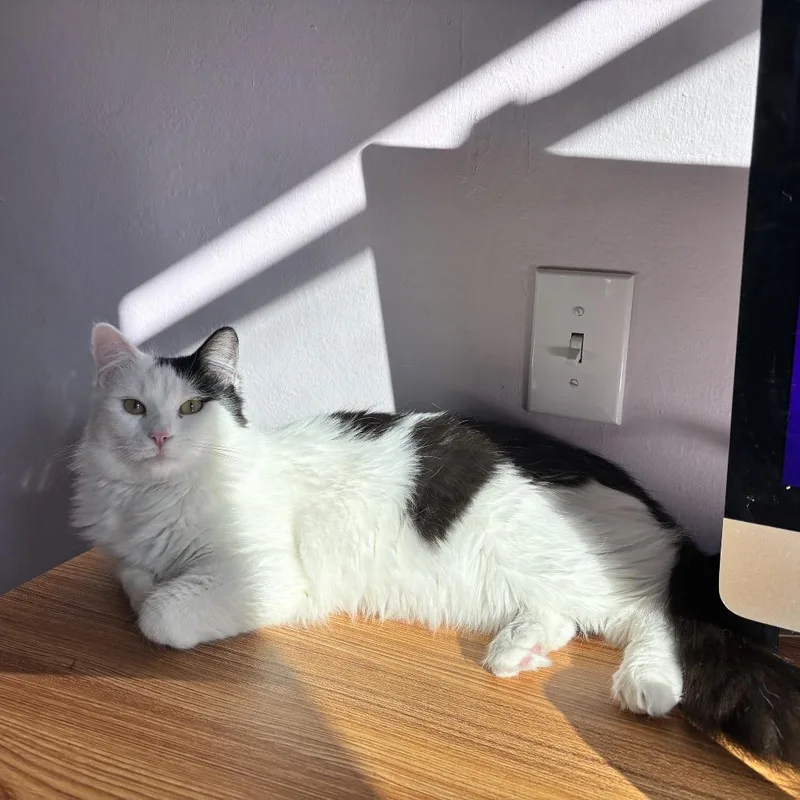 Nugget Bonded To Chuckie thumbnail 4