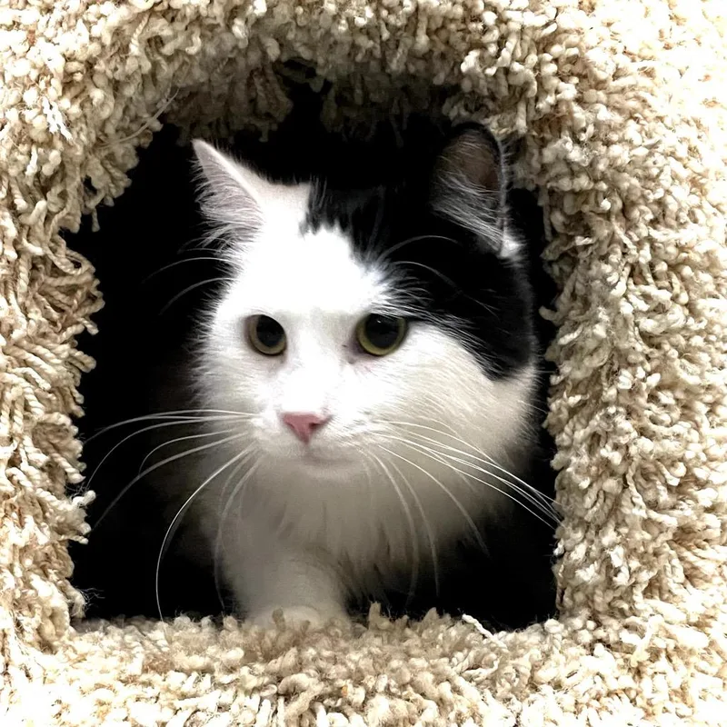 Nugget Bonded To Chuckie thumbnail 5