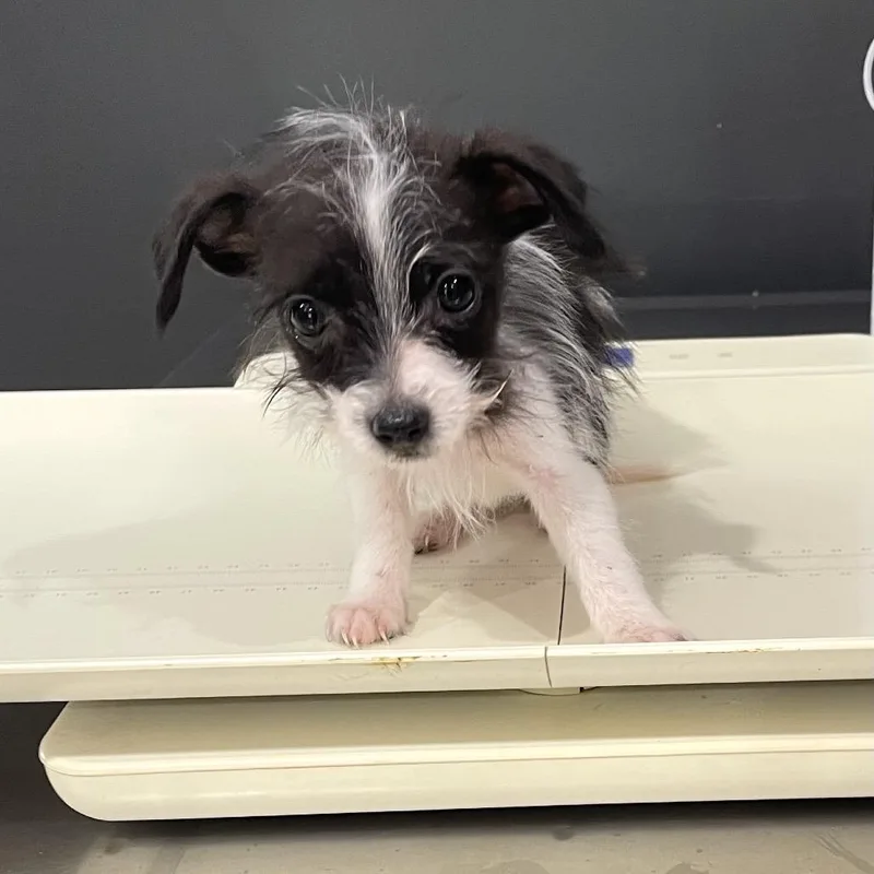 A baby small-sized male White / Cream Yorkshire Terrier dog named Zephyr for adoption in Livingston, TX