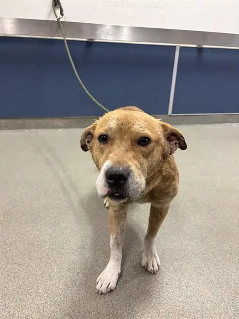 An adult medium-sized male Terrier dog named Brazil for adoption in Miami, FL