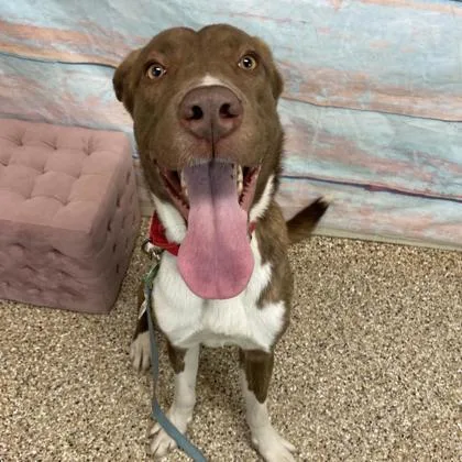 An adult large-sized male Mixed Breed dog named Creed for adoption in Longmont, CO