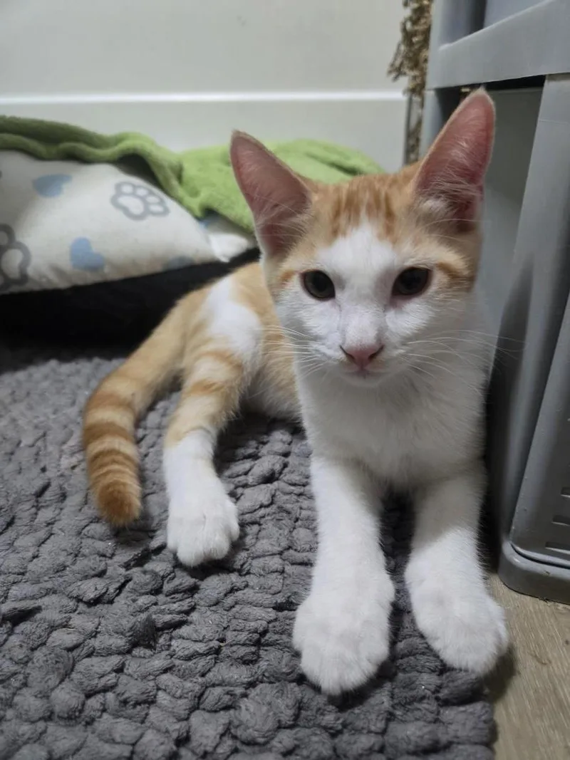 A baby small-sized male Orange / Red Domestic Short Hair cat named Lasagna Pasta for adoption in Chandler, AZ