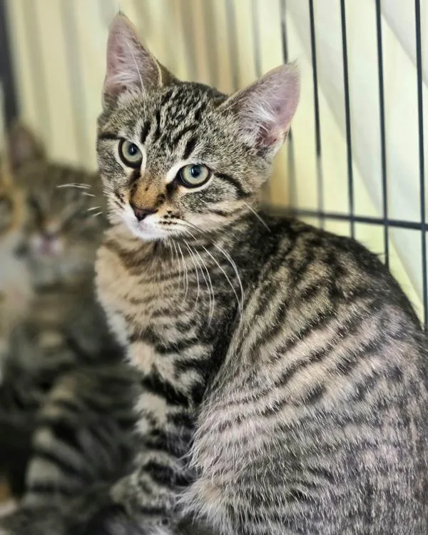 A baby small-sized male Domestic Short Hair cat named Tybee for adoption in Novato, CA