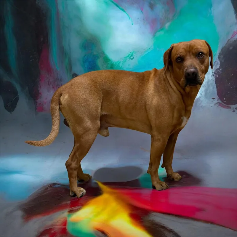 Tempo