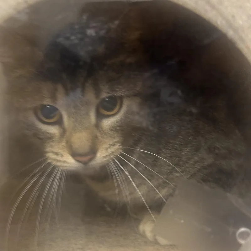 An adult medium-sized female Gray / Blue / Silver Domestic Short Hair cat named Goldie for adoption in Philadelphia, PA