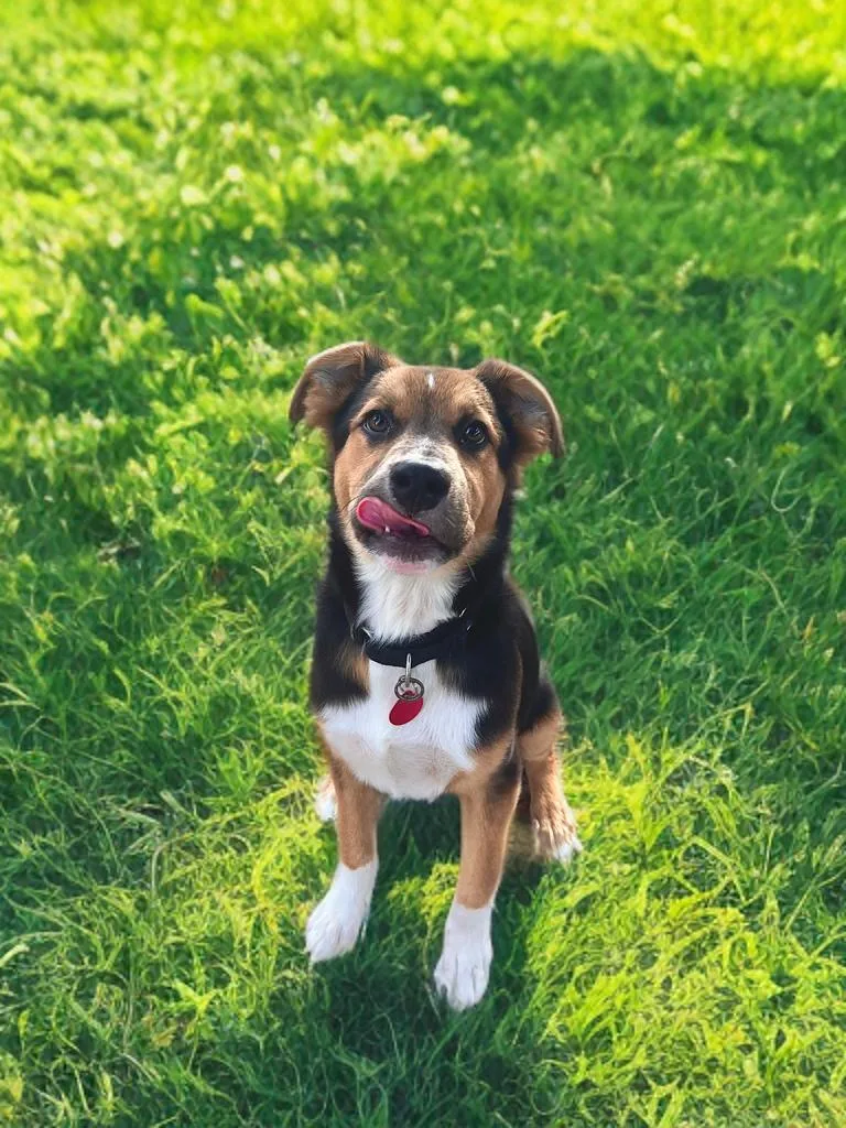 A baby large-sized female Mixed Breed dog named Orchid for adoption in Houston, TX