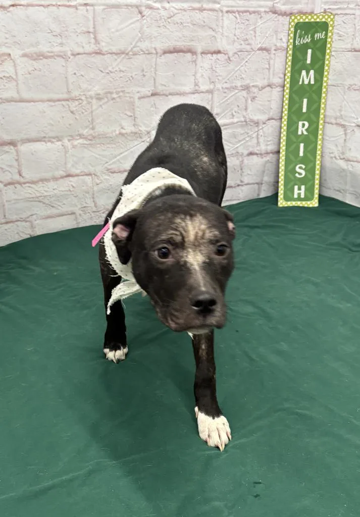 A baby medium-sized female Mixed Breed dog named Alicia for adoption in Detroit, MI
