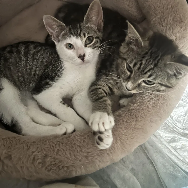 Squirrel thumbnail 2