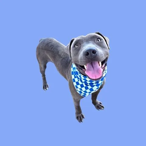 A young medium-sized male Pit Bull Terrier dog named Draco for adoption in Bakersfield, CA
