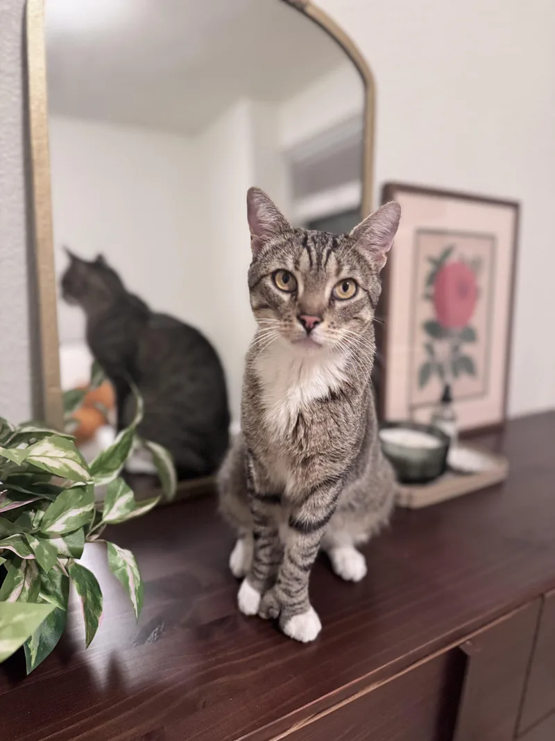 Huckleberry thumbnail 3