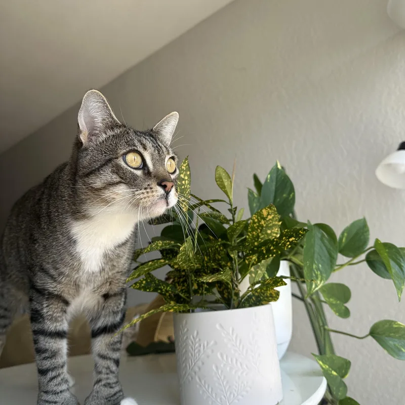 Huckleberry thumbnail 4