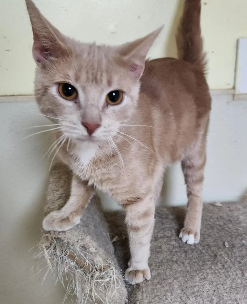 A young small-sized female Domestic Short Hair cat named Alpine for adoption in Walnutport, PA