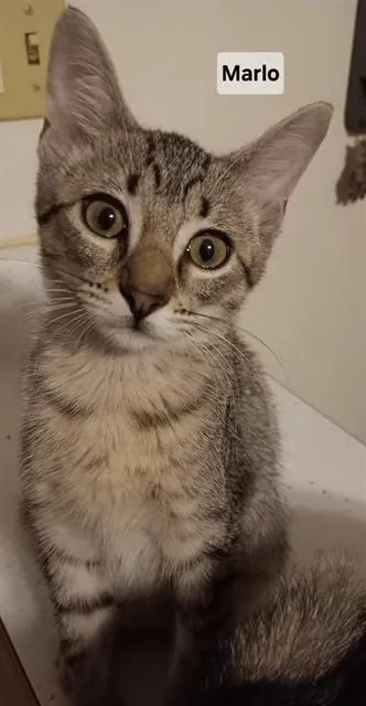 A baby small-sized female Domestic Short Hair cat named Marlo for adoption in Peoria, IL