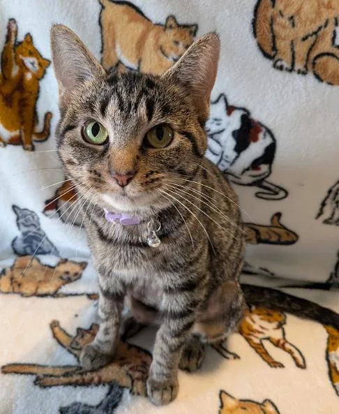 A young medium-sized female Tabby (Brown / Chocolate) Tabby cat named Fajita for adoption in Indianapolis, IN