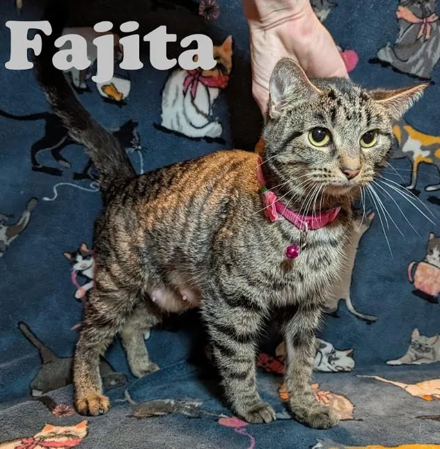 Fajita thumbnail 5