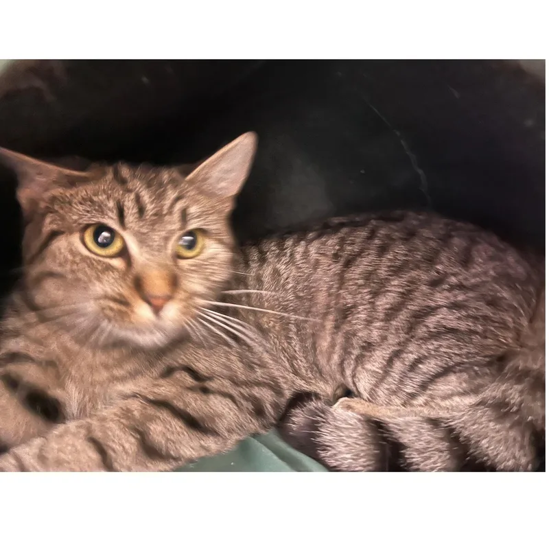 Rosie Posie thumbnail 2