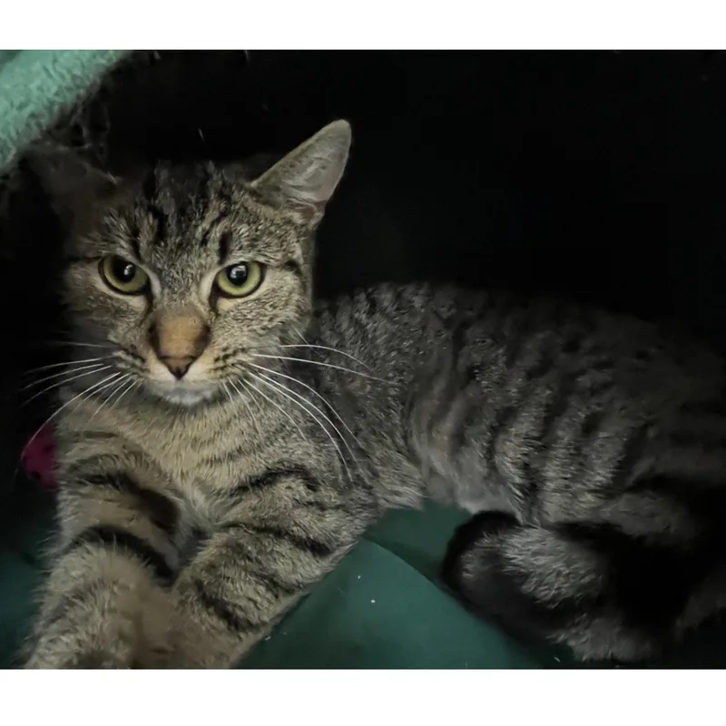 Rosie Posie thumbnail 3