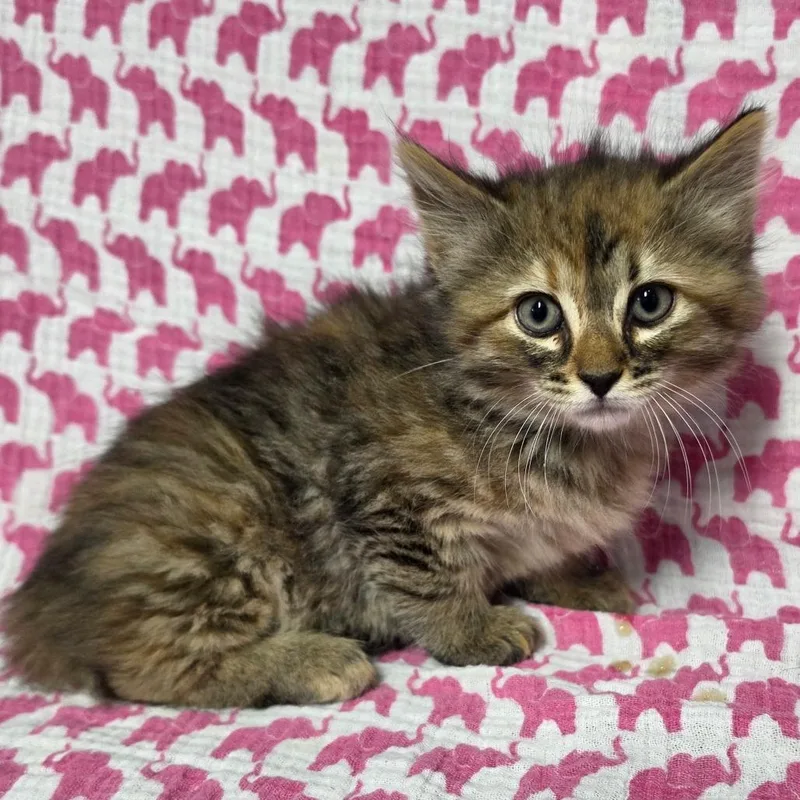 A baby small-sized female Buff / Tan / Fawn Domestic Medium Hair cat named Medusa for adoption in Jefferson city, TN