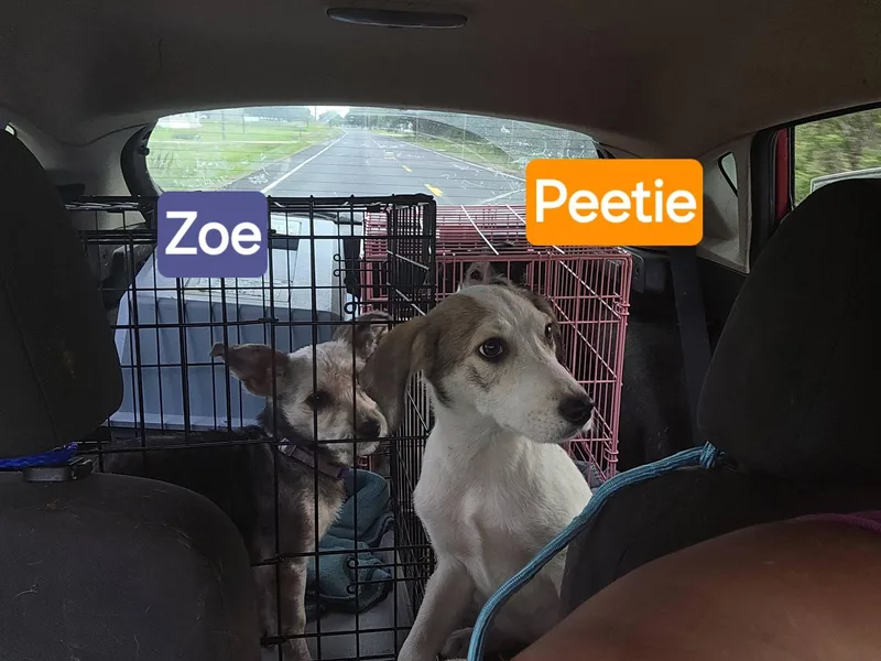 A young small-sized female Sable Yorkshire Terrier dog named Zoe for adoption in church point, LA