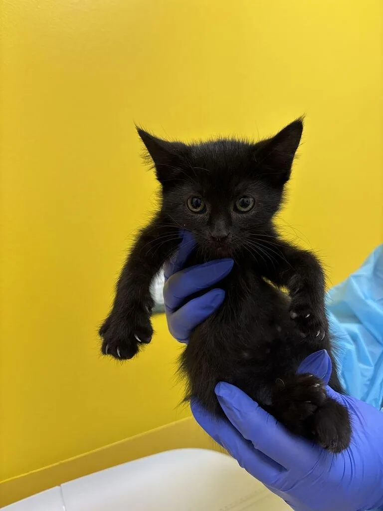 A baby small-sized female Black Domestic Short Hair cat named Mermaid for adoption in Raleigh, NC