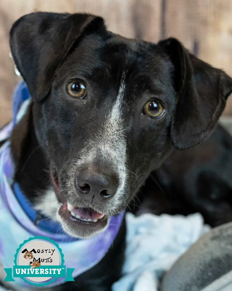 An adult medium-sized male Dachshund dog named Mateo for adoption in Kennesaw, GA