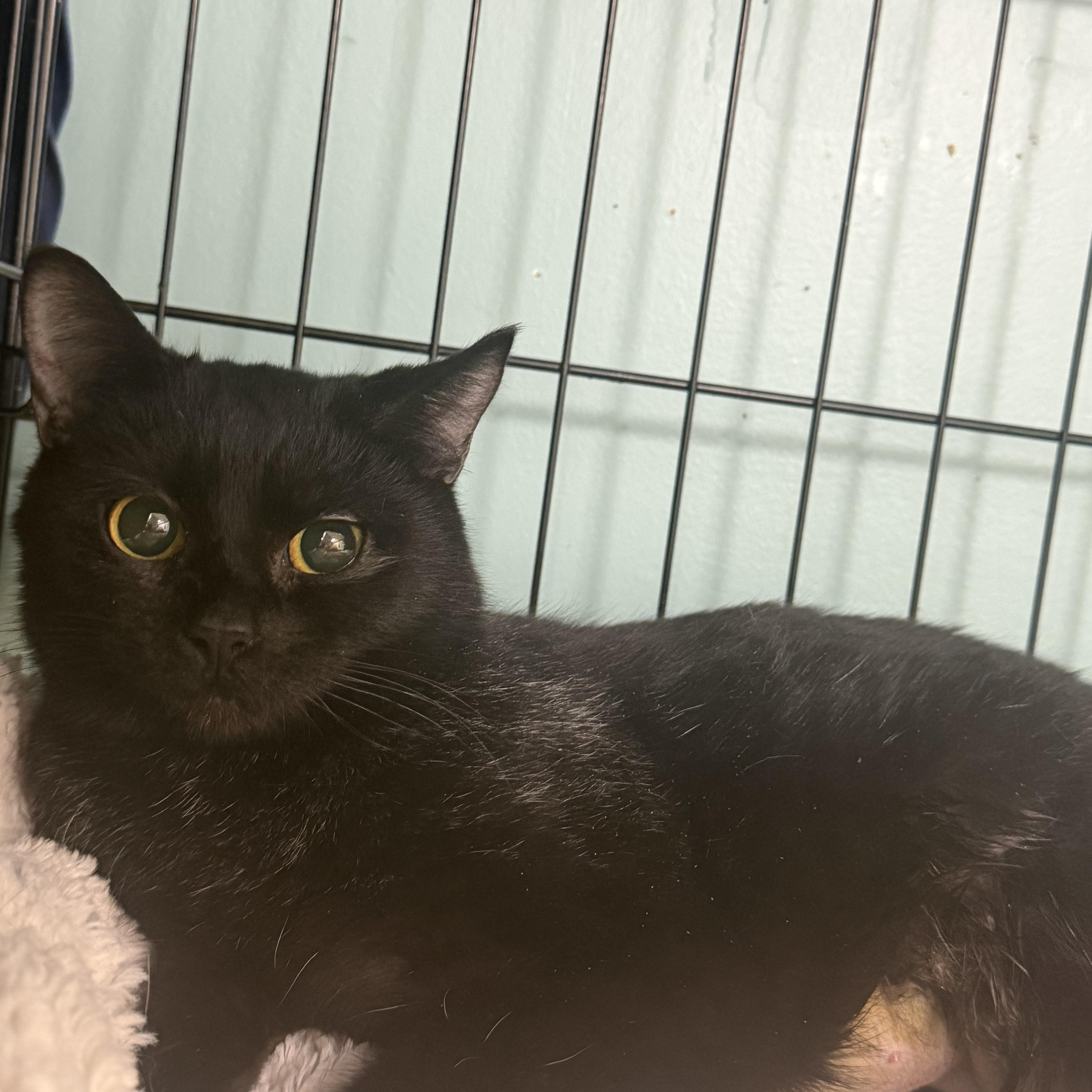 A young medium-sized female Black Domestic Short Hair cat named Birdie for adoption in Hudson, NY