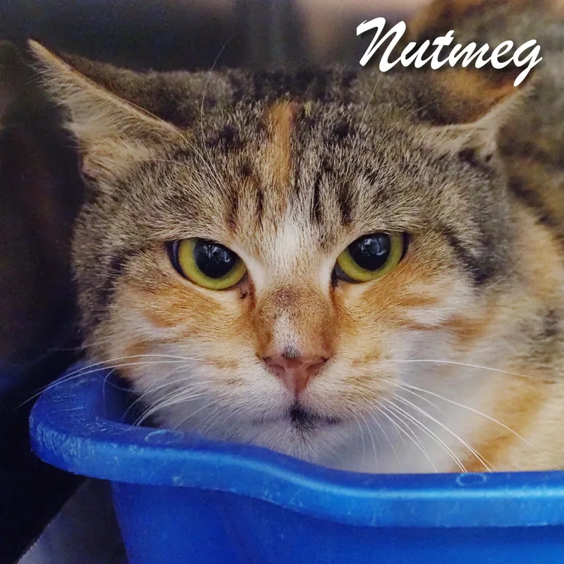 Nutmeg thumbnail 3