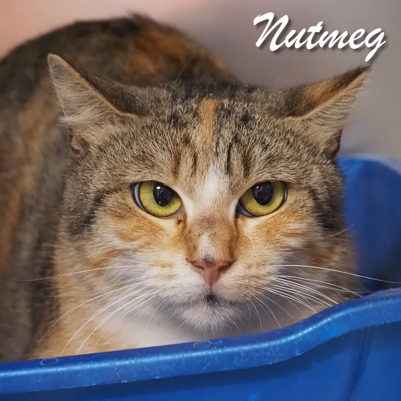 Nutmeg thumbnail 4