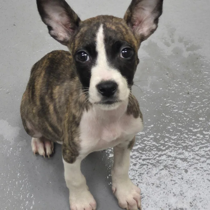 A baby small-sized female Brown / Chocolate Mixed Breed dog named StraySharonAvenue for adoption in Columbus, GA