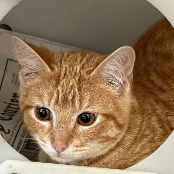 A young small-sized male Orange / Red Domestic Short Hair cat named Clove for adoption in Gloucester, VA