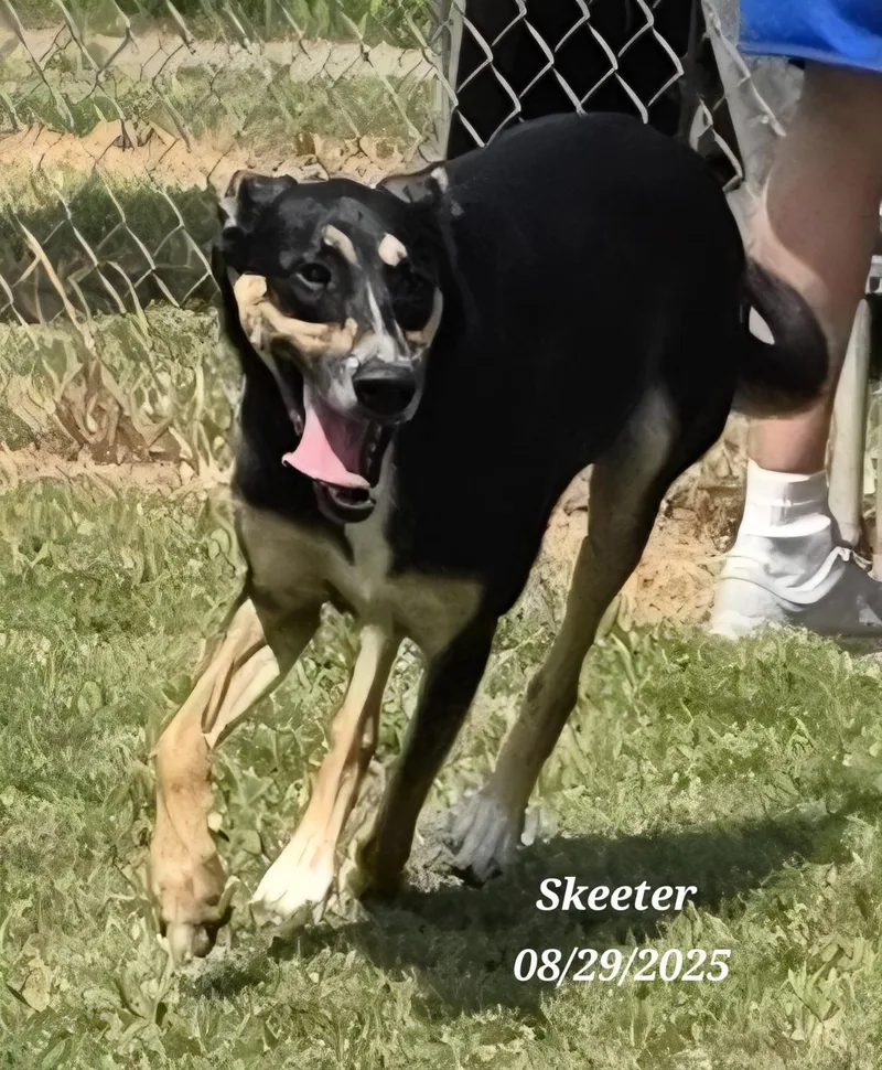 Skeeter thumbnail 3