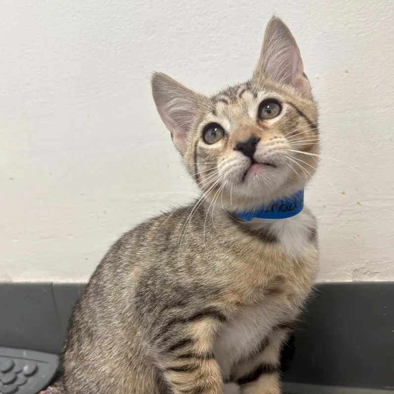 A baby small-sized male Brown / Chocolate Domestic Short Hair cat named Chad Michaels for adoption in Hamburg, NY