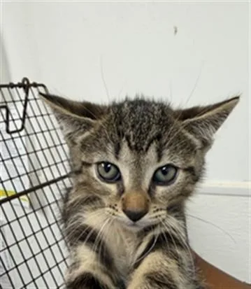 A baby small-sized male Domestic Short Hair cat named Pluto for adoption in Fort Lauderdale, FL