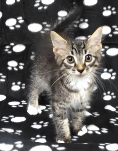 A young medium-sized male Domestic Short Hair cat named Marqis for adoption in Thief River Falls, MN