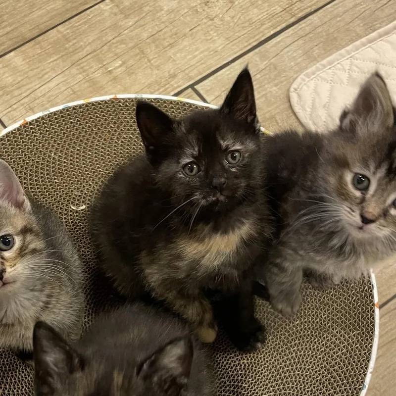 A baby small-sized female Tortoiseshell Domestic Short Hair cat named Heather for adoption in Middle Village, NY