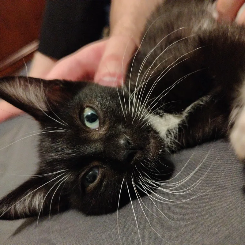 A baby medium-sized male Black & White / Tuxedo Domestic Short Hair cat named Thresher for adoption in Portland, OR