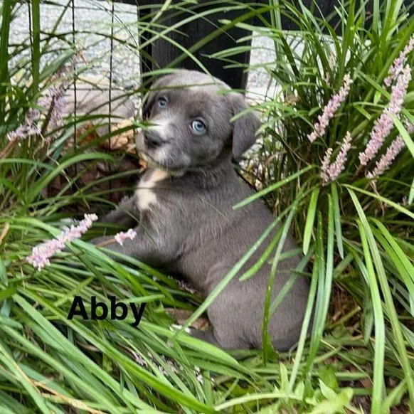A baby medium-sized female Gray / Blue / Silver Mixed Breed dog named Selena Pup Abby for adoption in Fairfax, VA